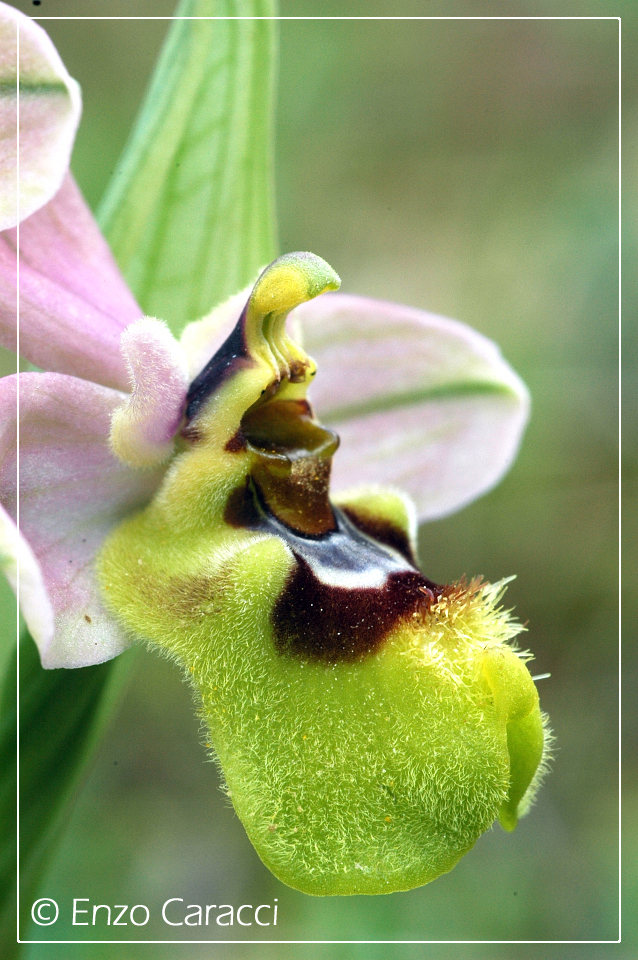 Ophrys tenthredinifera in Sicilia Occidentale