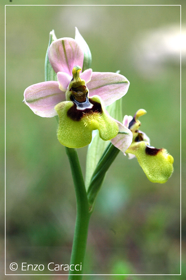 Ophrys tenthredinifera in Sicilia Occidentale