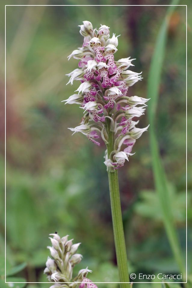 Orchis lactea dalla Sicilia Occidentale