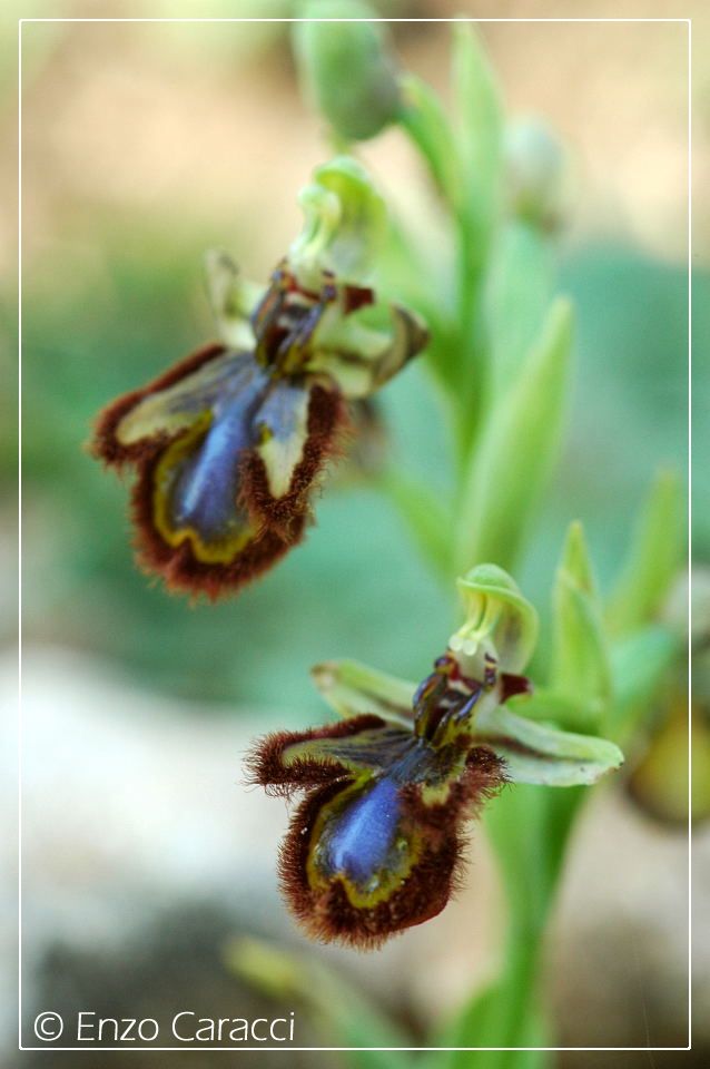 Ophrys ciliata su Monte Cofano