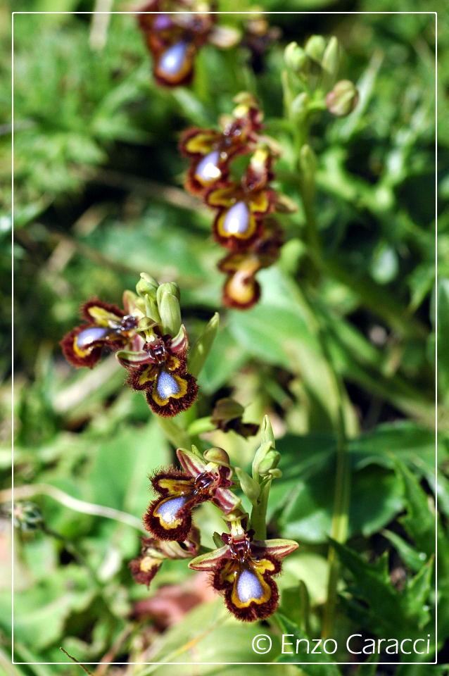 Ophrys ciliata su Monte Cofano