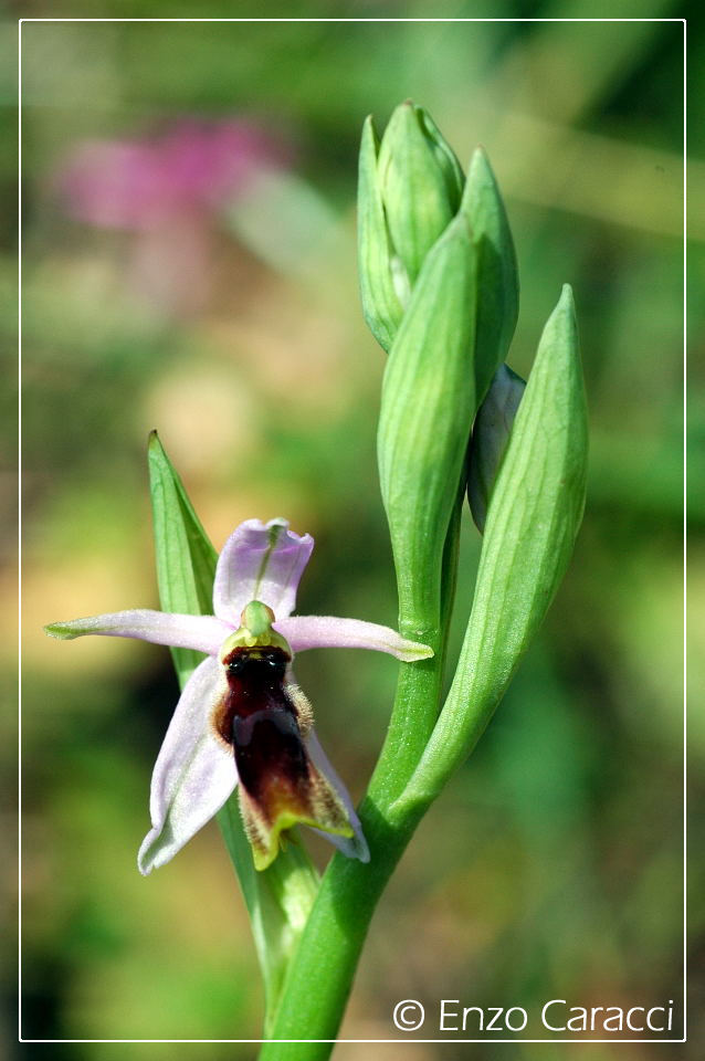 Ophrys lunulata sul Monte Cofano