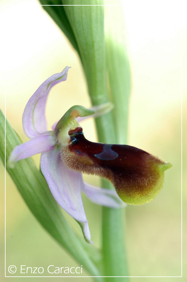 Ophrys lunulata sul Monte Cofano