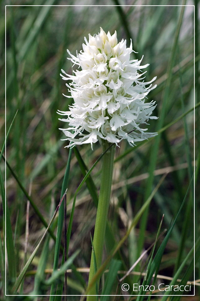 Orchis italica albina