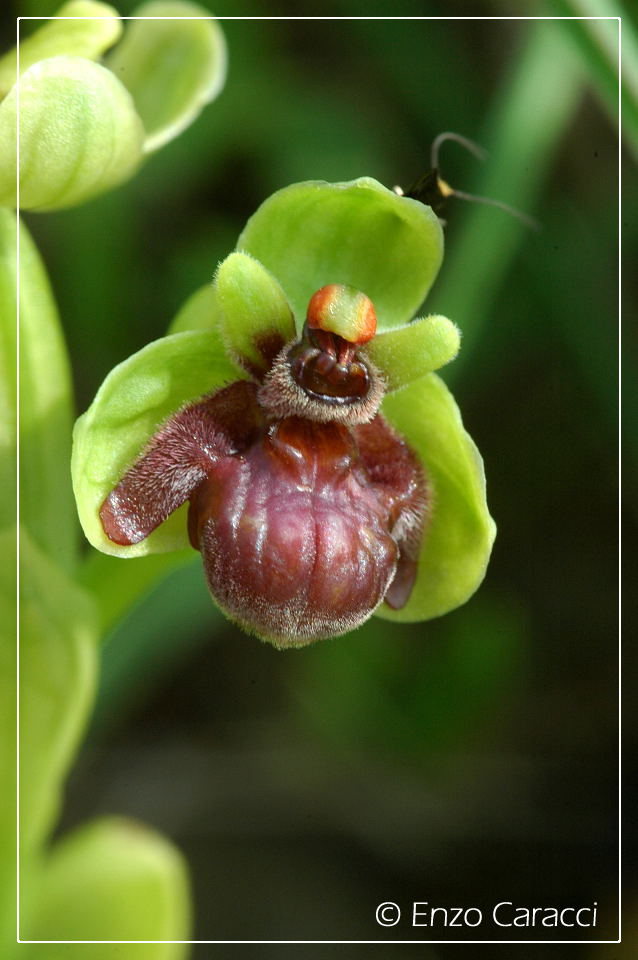 Ophrys bombyliflora molto strane.