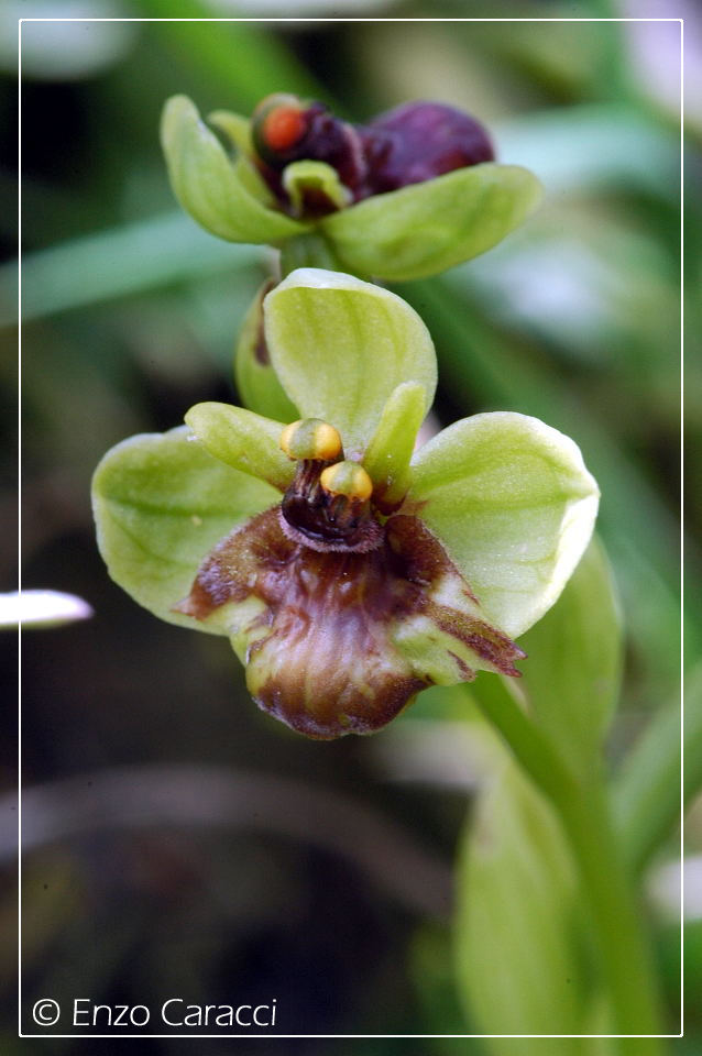 Ophrys bombyliflora molto strane.