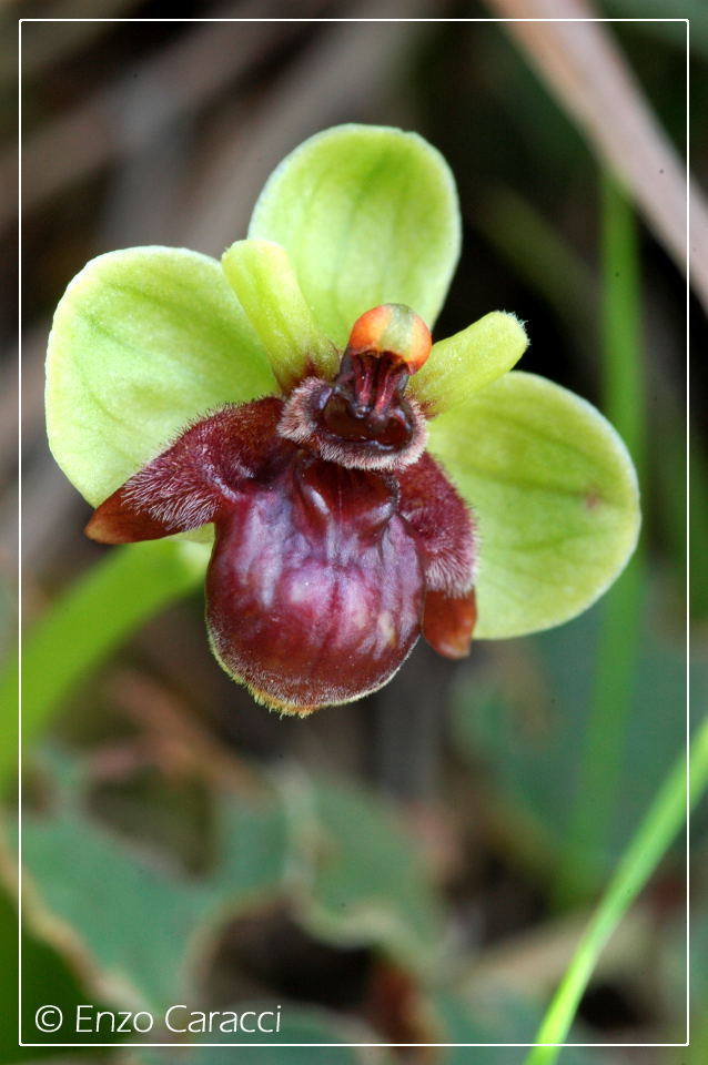 Ophrys bombyliflora molto strane.