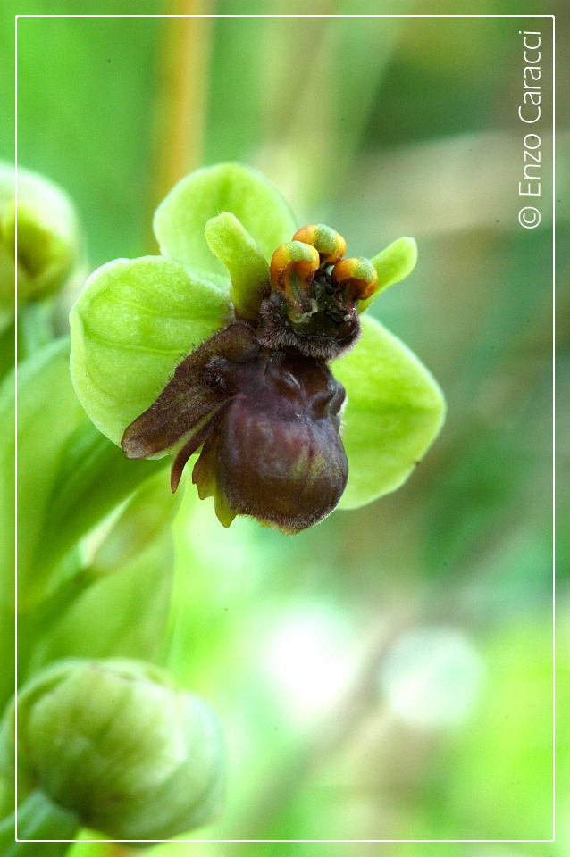 Ophrys bombyliflora molto strane.