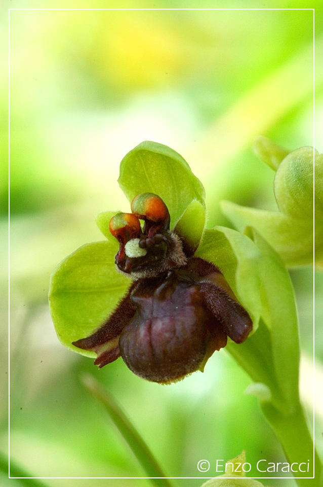 Ophrys bombyliflora molto strane.