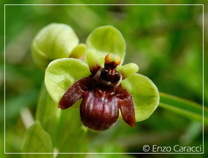 Ophrys bombyliflora molto strane.