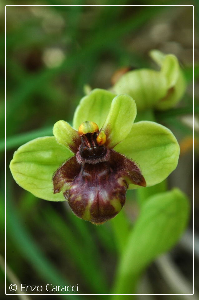 Ophrys bombyliflora molto strane.