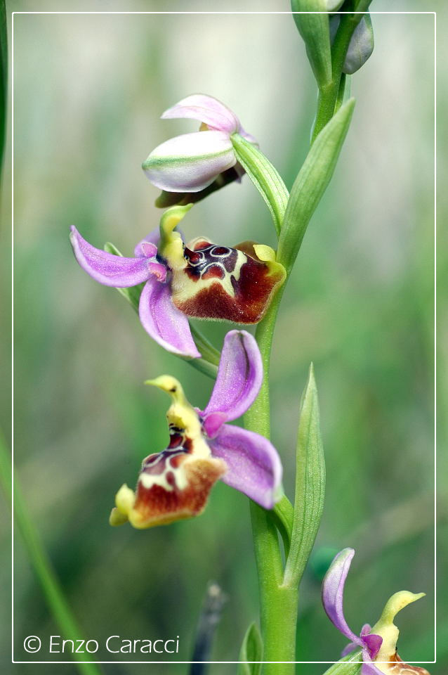 Ophrys calliantha dalla Sicilia Occidentale