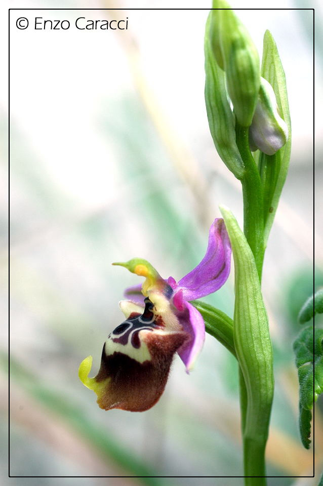 Ophrys calliantha dalla Sicilia Occidentale