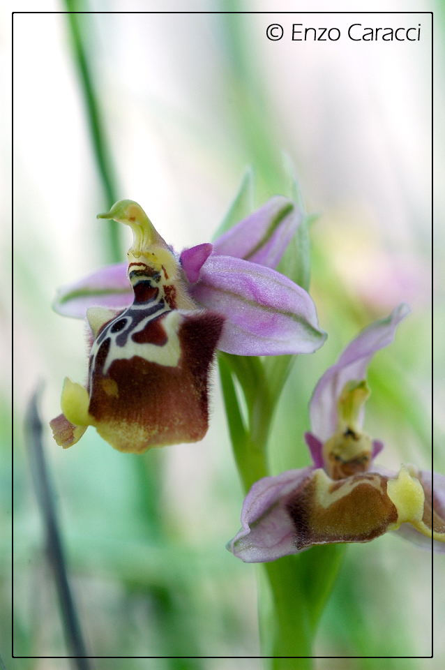 Ophrys calliantha dalla Sicilia Occidentale