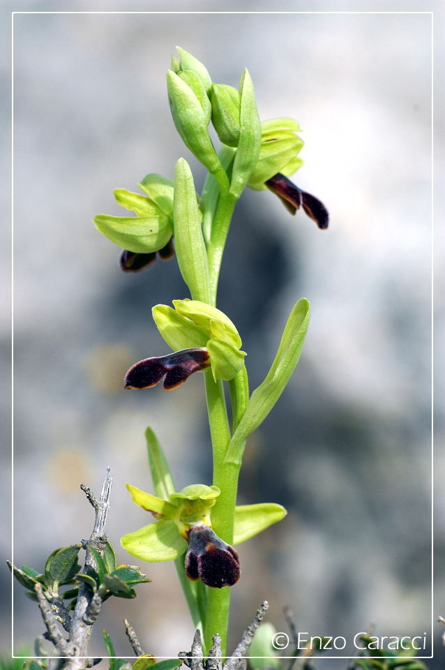 Ophrys mirabilis dalla Sicilia Occidentale