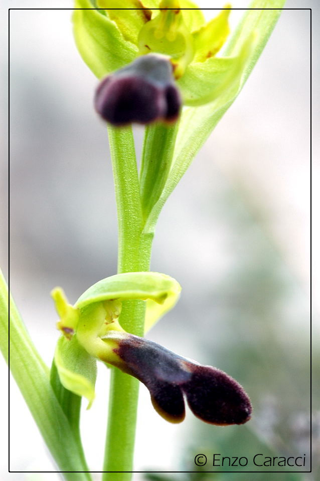 Ophrys mirabilis dalla Sicilia Occidentale