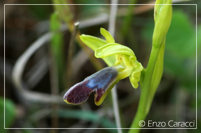 Ophrys mirabilis dalla Sicilia Occidentale