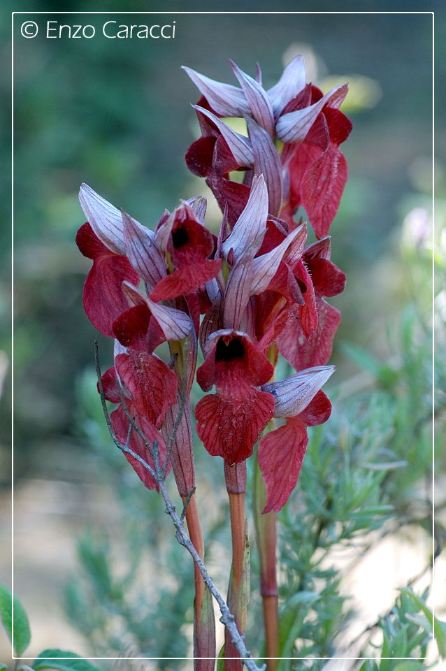 Serapias cossyrensis dalla Perla del Mediterraneo.