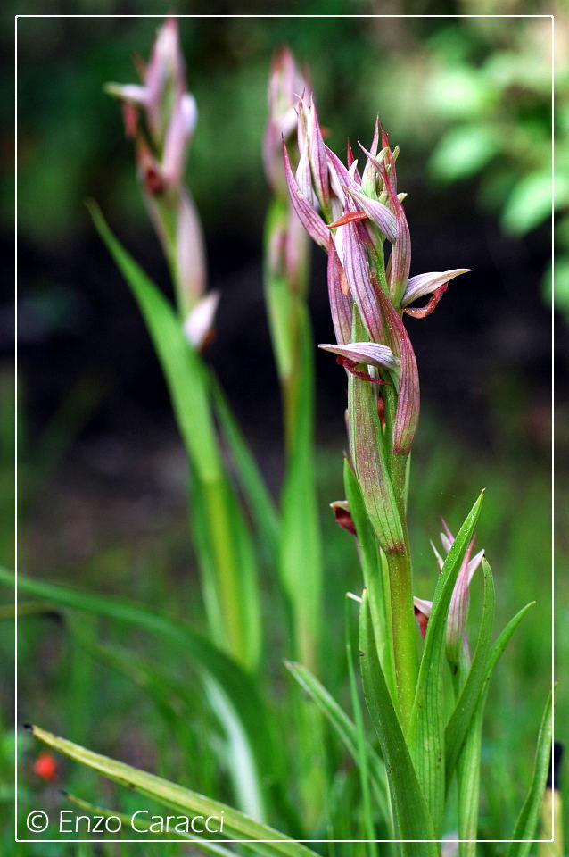 Orchidacee nell''Isola di Pantelleria