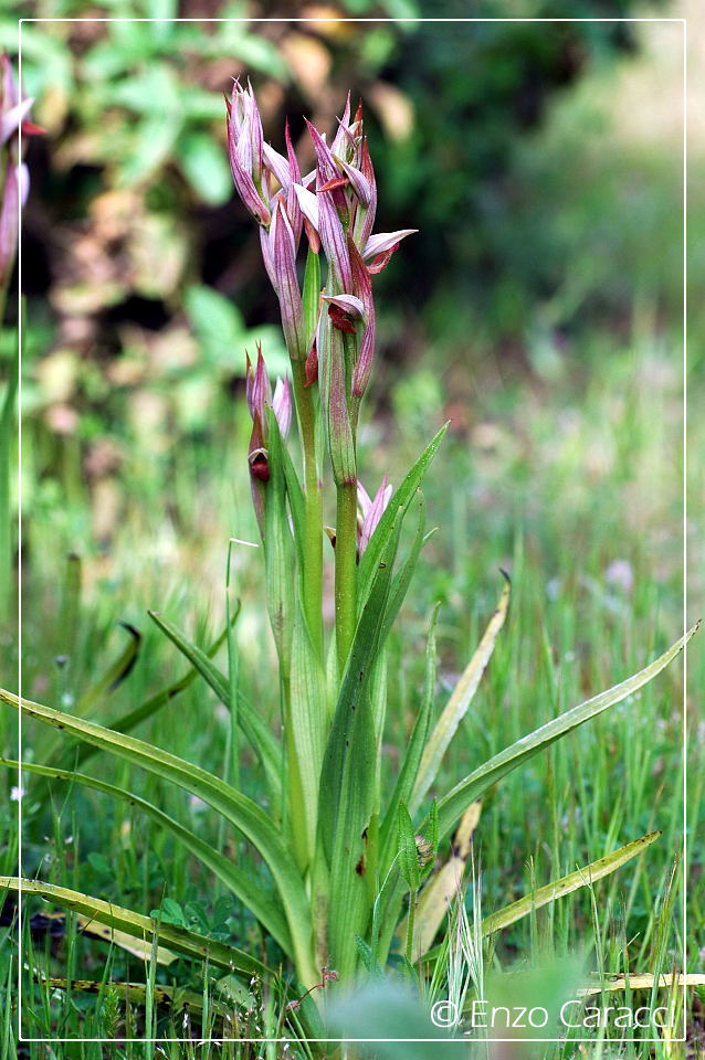 Orchidacee nell''Isola di Pantelleria