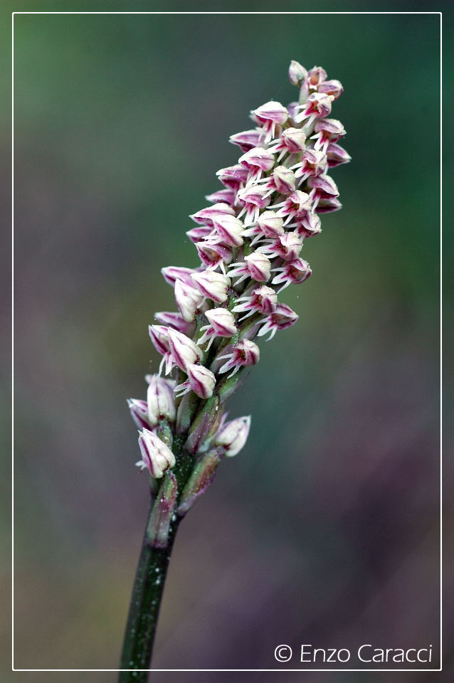 Orchidacee nell''Isola di Pantelleria