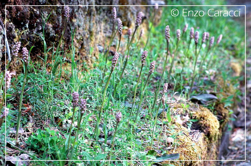 Orchidacee nell''Isola di Pantelleria