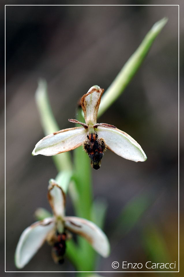 Orchidacee nell''Isola di Pantelleria