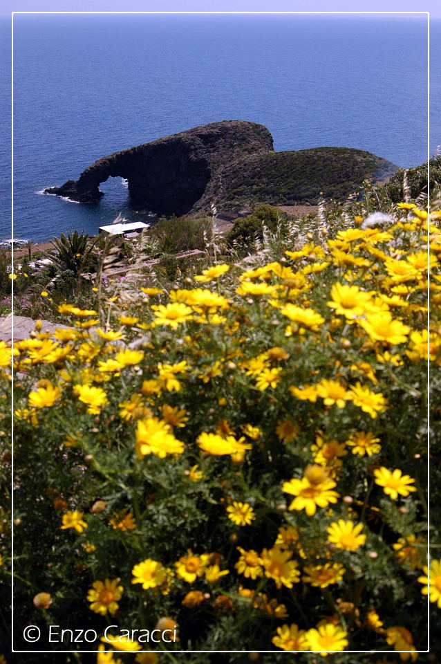 Orchidacee nell''Isola di Pantelleria