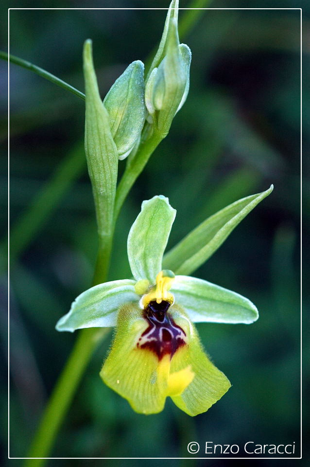 Orchidee del Monte Genuardo (Sicilia centro-occidentale)