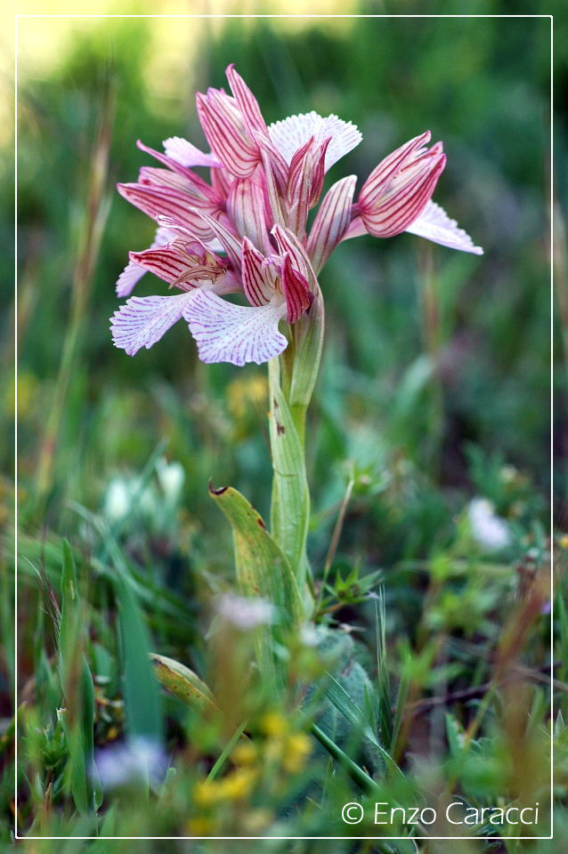 Orchidee del Monte Genuardo (Sicilia centro-occidentale)