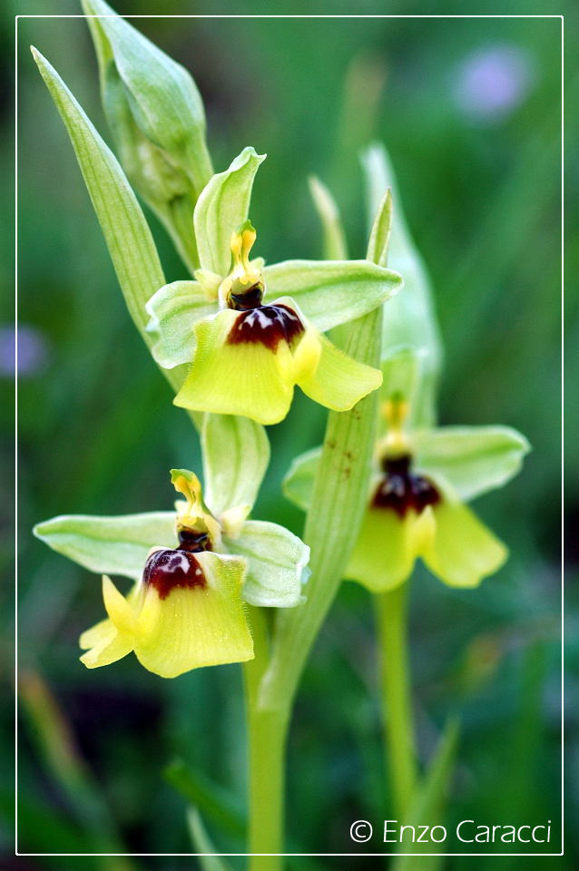 Orchidee del Monte Genuardo (Sicilia centro-occidentale)