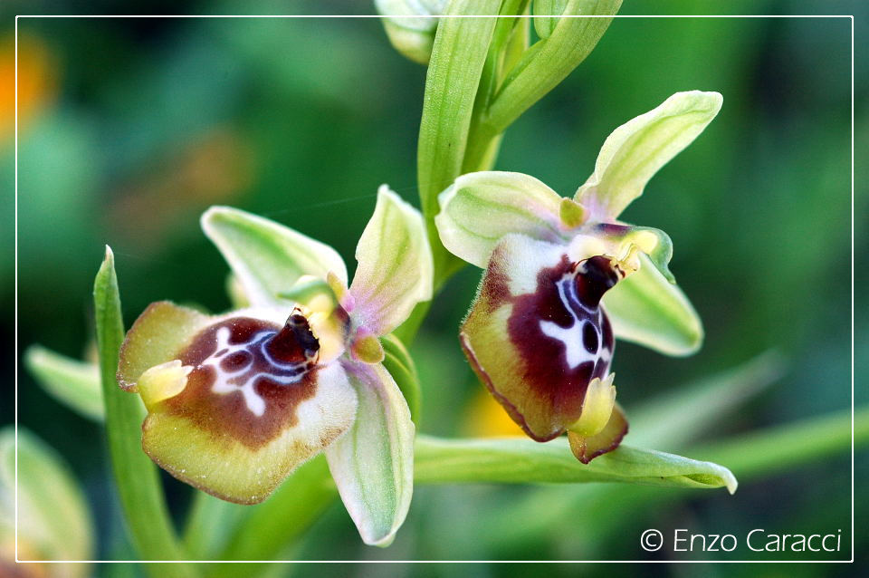 Orchidee del Monte Genuardo (Sicilia centro-occidentale)