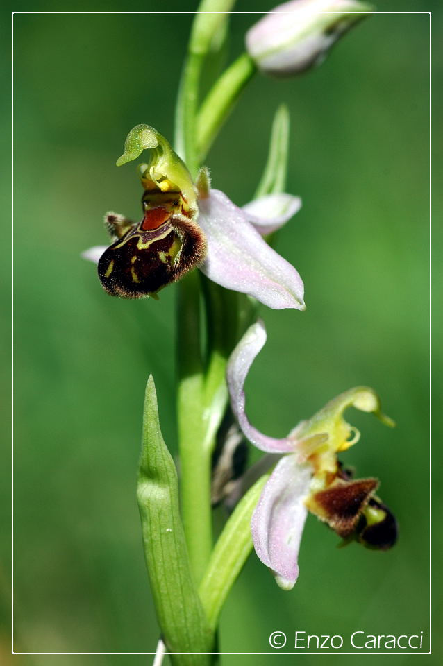 Orchidee del Monte Genuardo (Sicilia centro-occidentale)