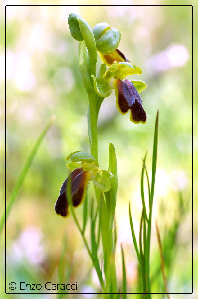 Orchidee del Monte Genuardo (Sicilia centro-occidentale)