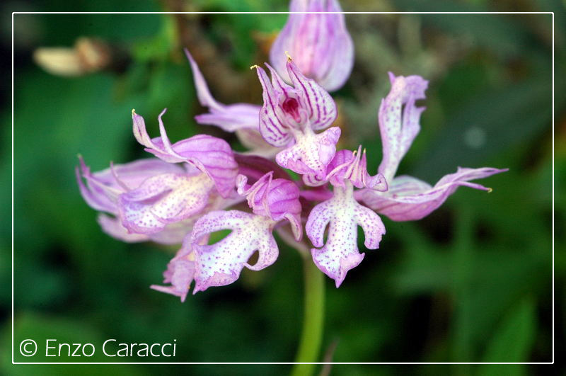 Orchidee del Monte Genuardo (Sicilia centro-occidentale)