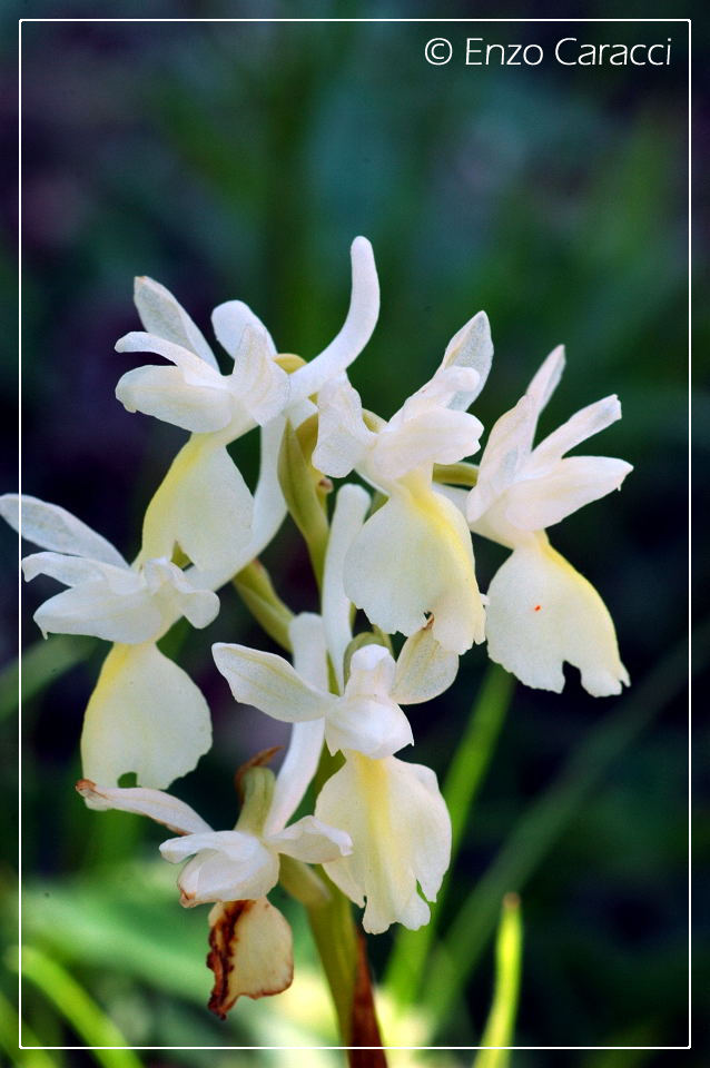 Orchidee del Monte Genuardo (Sicilia centro-occidentale)