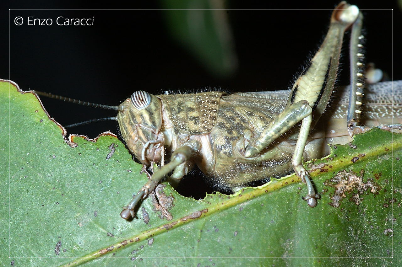 Locusta: Anacridium aegyptium