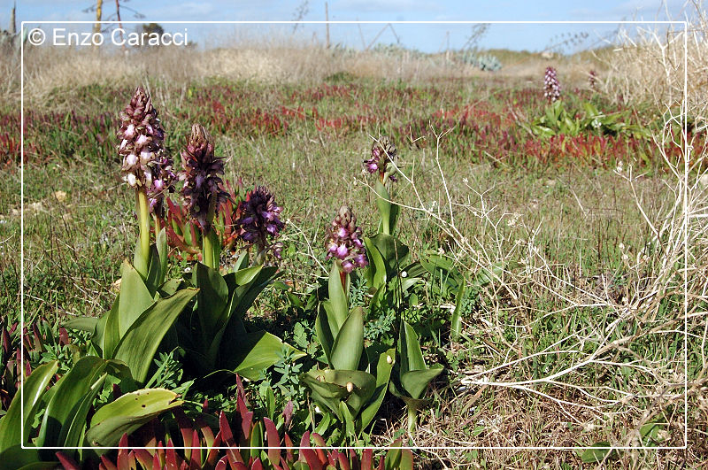 Barlia robertiana - Sicilia sud-occidentale