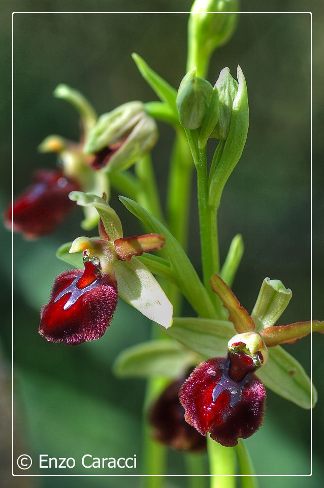 Ophrys sphegodes subsp. panormitana - Sicilia Occidentale