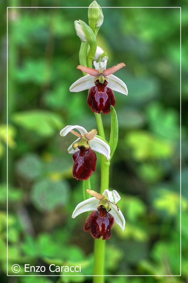 Ophrys sphegodes subsp. panormitana - Sicilia Occidentale