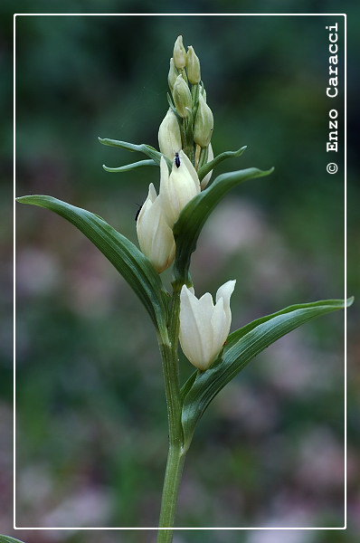 Cephalanthera damasonium - Sicilia Occidentale