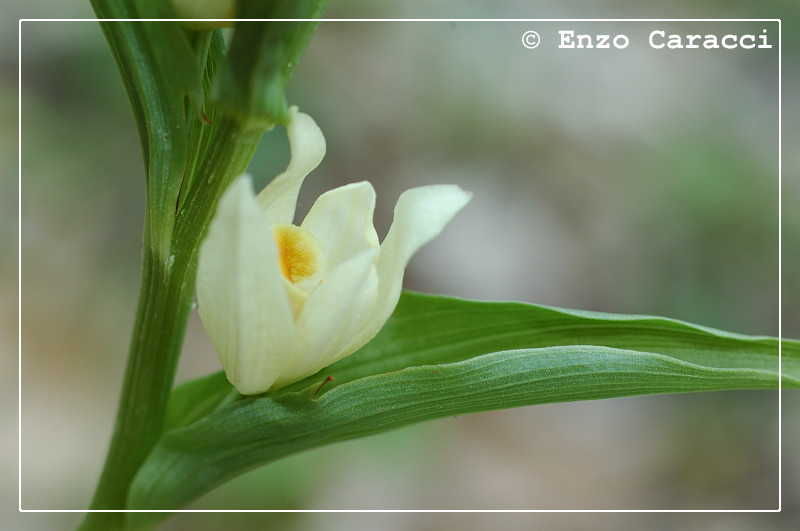 Cephalanthera damasonium - Sicilia Occidentale