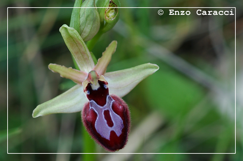 Ophrys xlyrata - Sicilia Occidentale