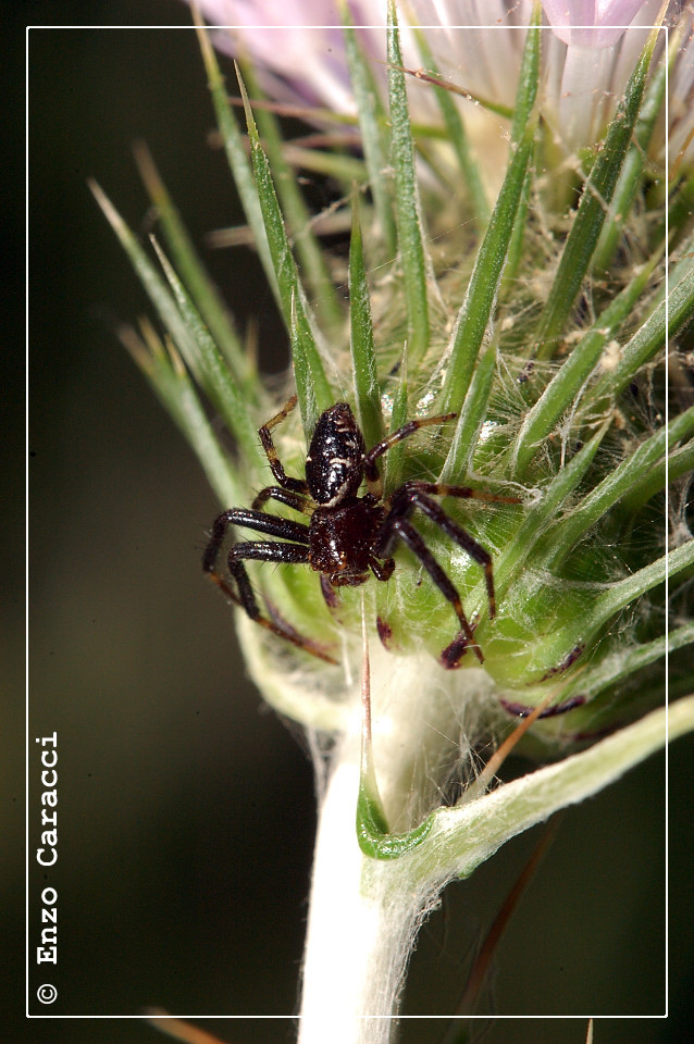 Synaema globosum.