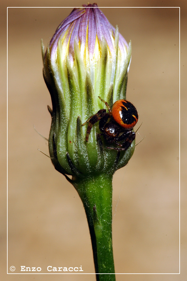 Synaema globosum.