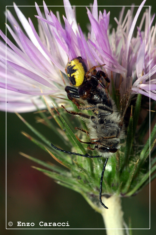 Synaema globosum.