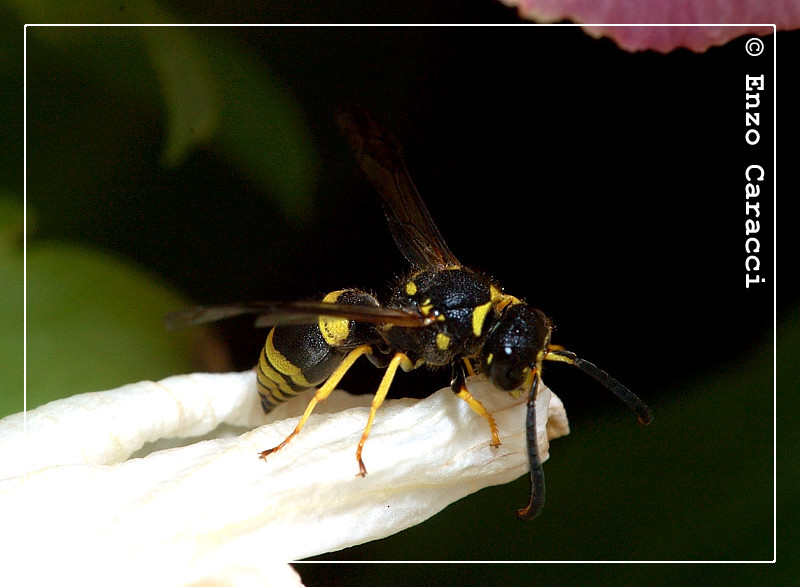 Maschio di Ancistrocerus sp.