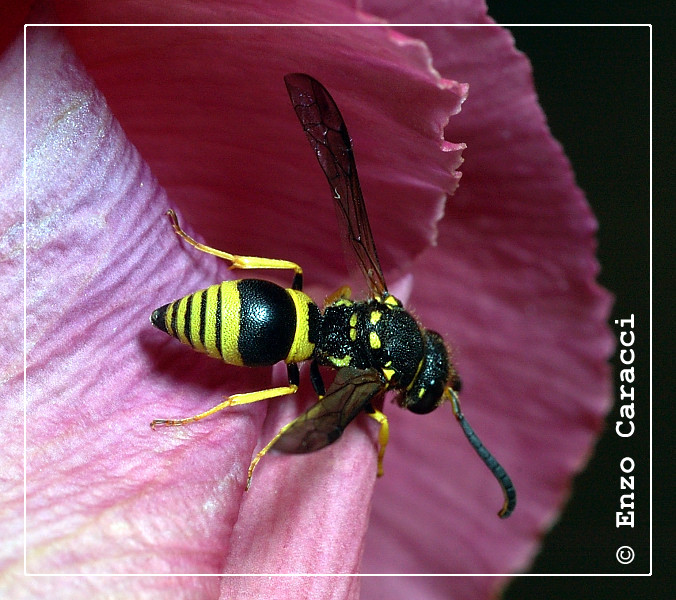 Maschio di Ancistrocerus sp.