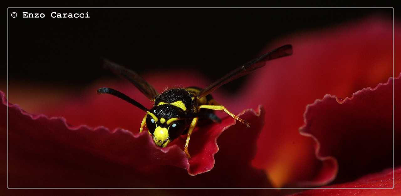 Maschio di Ancistrocerus sp.