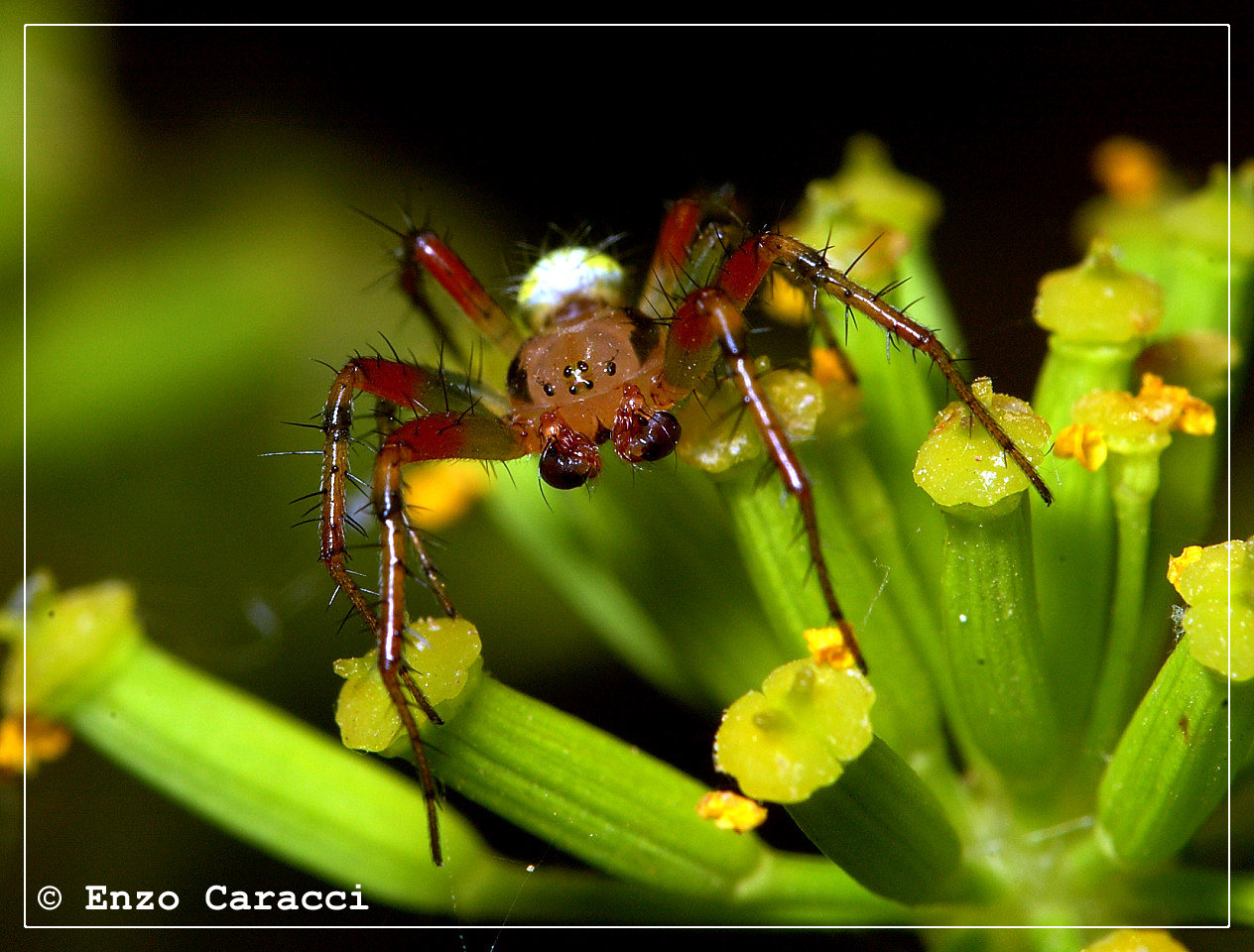 Araniella sp.